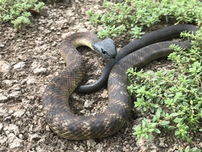 Notechis scutatus (Tiger Snake) at Albury - 22 May 2019 by DamianMichael