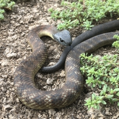 Notechis scutatus (Tiger Snake) at Thurgoona, NSW - 22 May 2019 by Damian Michael