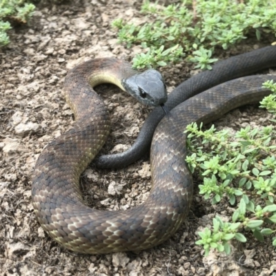 Notechis scutatus (Tiger Snake) at Charles Sturt University - 22 May 2019 by Damian Michael