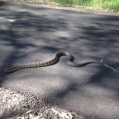 Notechis scutatus (Tiger Snake) at Horseshoe Lagoon and West Albury Wetlands - 28 Apr 2015 by Damian Michael