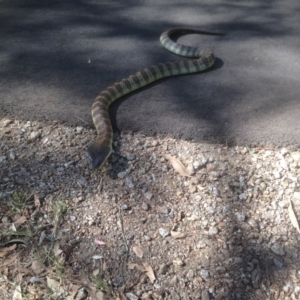 Notechis scutatus at Albury - 28 Apr 2015