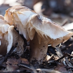 zz agaric (stem; gills white/cream) at Latham, ACT - 24 Jun 2020 by Caric