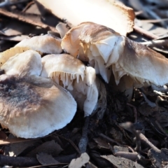 zz agaric (stem; gills white/cream) at Latham, ACT - 24 Jun 2020 11:38 AM