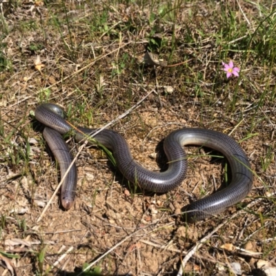 Anilios proximus (Woodland Blind Snake) at Felltimber Creek NCR - 9 Oct 2017 by Damian Michael