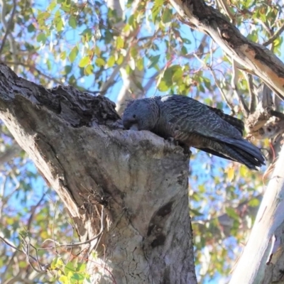 Callocephalon fimbriatum (Gang-gang Cockatoo) at Deakin, ACT - 10 Aug 2020 by JackyF