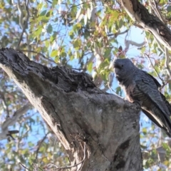 Callocephalon fimbriatum at Deakin, ACT - 10 Aug 2020