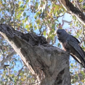 Callocephalon fimbriatum at Deakin, ACT - 10 Aug 2020