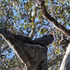 Callocephalon fimbriatum at Deakin, ACT - suppressed