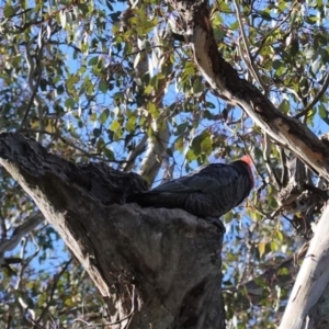 Callocephalon fimbriatum at Deakin, ACT - 10 Aug 2020