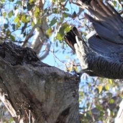 Callocephalon fimbriatum at Deakin, ACT - 10 Aug 2020