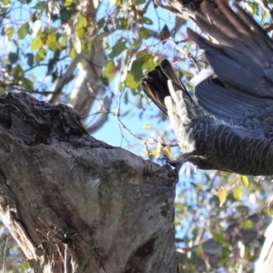 Callocephalon fimbriatum at Deakin, ACT - 10 Aug 2020