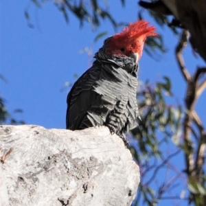 Callocephalon fimbriatum at Deakin, ACT - 10 Aug 2020