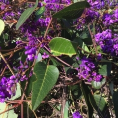 Hardenbergia violacea (False Sarsaparilla) at Albury, NSW - 11 Aug 2020 by Alburyconservationcompany