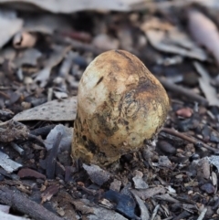 Pisolithus marmoratus (Horse Dung Fungus) at Macgregor, ACT - 24 Jun 2020 by Caric