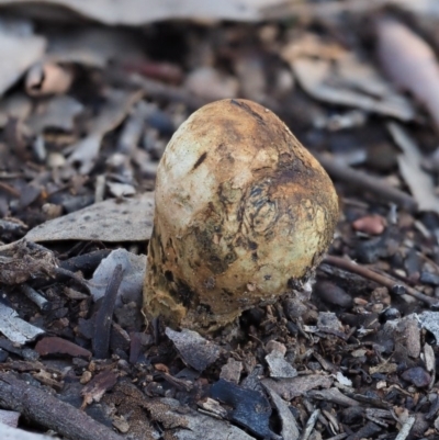 Pisolithus marmoratus (Horse Dung Fungus) at Umbagong District Park - 24 Jun 2020 by Caric