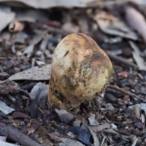 Pisolithus marmoratus at Macgregor, ACT - 24 Jun 2020