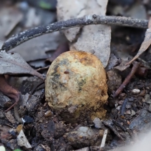 Pisolithus marmoratus at Macgregor, ACT - 24 Jun 2020