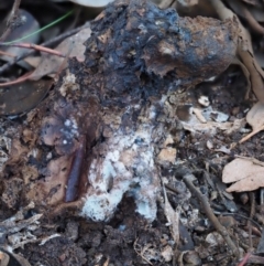 Pisolithus marmoratus at Macgregor, ACT - 24 Jun 2020 11:47 AM