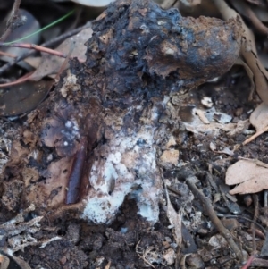 Pisolithus marmoratus at Macgregor, ACT - 24 Jun 2020