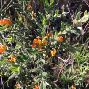 Grevillea alpina at West Albury, NSW - 11 Aug 2020