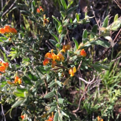 Grevillea alpina (Mountain Grevillea / Cat's Claws Grevillea) at West Albury, NSW - 11 Aug 2020 by Alburyconservationcompany