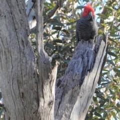 Callocephalon fimbriatum (Gang-gang Cockatoo) at Red Hill Nature Reserve - 10 Aug 2020 by JackyF