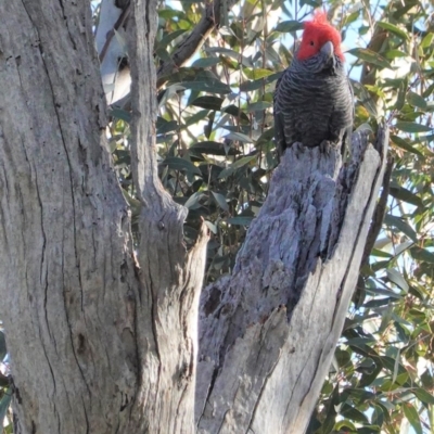 Callocephalon fimbriatum (Gang-gang Cockatoo) at Deakin, ACT - 10 Aug 2020 by JackyF