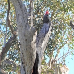 Callocephalon fimbriatum at Deakin, ACT - suppressed