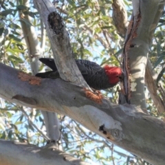 Callocephalon fimbriatum at Deakin, ACT - suppressed