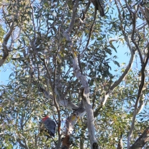 Callocephalon fimbriatum at Deakin, ACT - 10 Aug 2020