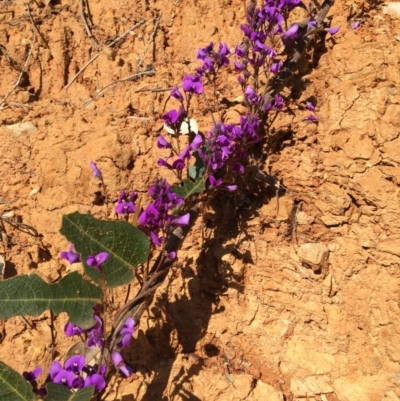 Hardenbergia violacea (False Sarsaparilla) at Indigo Valley, VIC - 11 Aug 2020 by Alburyconservationcompany