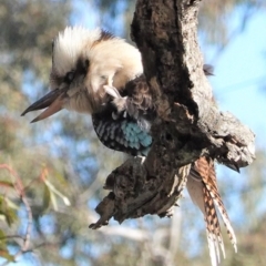 Dacelo novaeguineae (Laughing Kookaburra) at Red Hill Nature Reserve - 10 Aug 2020 by JackyF