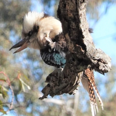 Dacelo novaeguineae (Laughing Kookaburra) at Deakin, ACT - 10 Aug 2020 by JackyF