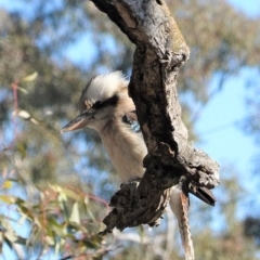 Dacelo novaeguineae at Deakin, ACT - 10 Aug 2020