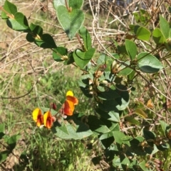 Platylobium formosum (Handsome Flat Pea) at Wodonga - 11 Aug 2020 by Alburyconservationcompany