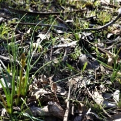 Bulbine bulbosa (Golden Lily) at Deakin, ACT - 10 Aug 2020 by JackyF