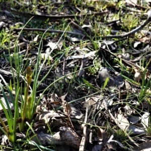 Bulbine bulbosa at Deakin, ACT - 10 Aug 2020 03:04 PM