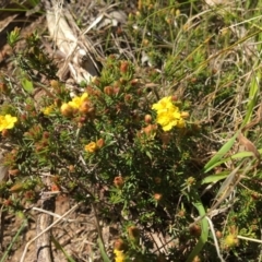 Hibbertia sp. (Guinea Flower) at Wodonga - 11 Aug 2020 by Alburyconservationcompany