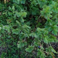 Erodium crinitum (Native Crowfoot) at Red Hill Nature Reserve - 10 Aug 2020 by JackyF