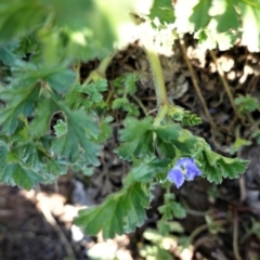 Erodium crinitum at Hughes, ACT - 10 Aug 2020 02:30 PM