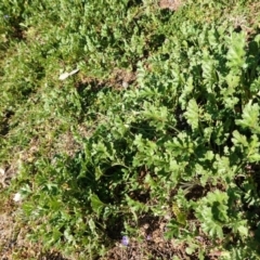 Erodium crinitum at Hughes, ACT - 10 Aug 2020 02:30 PM