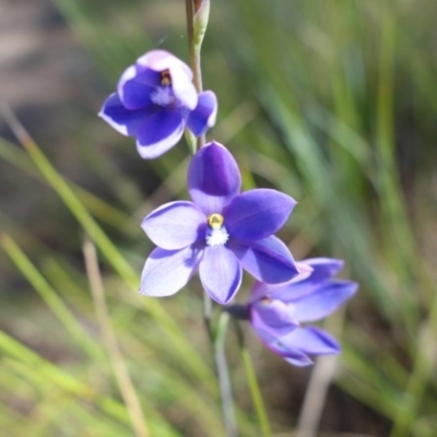 Thelymitra purpurata (Wallum Sun Orchid) at Tewantin, QLD - 9 Aug 2020 by JoanH