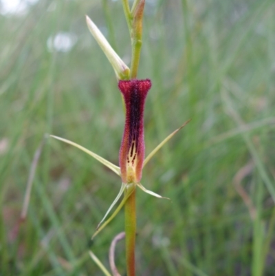 Cryptostylis hunteriana (Leafless Tongue Orchid) at Coolum Beach, QLD - 3 Aug 2020 by JoanH