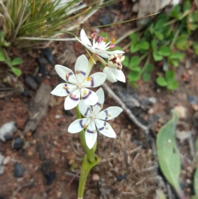 Wurmbea dioica subsp. dioica (Early Nancy) at Isaacs Ridge and Nearby - 10 Aug 2020 by Mike