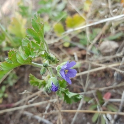 Erodium crinitum (Native Crowfoot) at Isaacs, ACT - 10 Aug 2020 by Mike