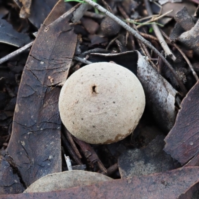 Bovista (A puffball) at Macgregor, ACT - 24 Jun 2020 by Caric