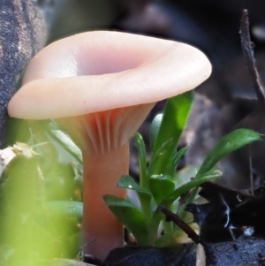 Clitocybe s. l. at Latham, ACT - 24 Jun 2020 12:08 PM