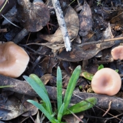 Clitocybe s. l. at Latham, ACT - 24 Jun 2020 12:08 PM