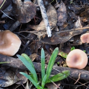 Clitocybe s. l. at Latham, ACT - 24 Jun 2020