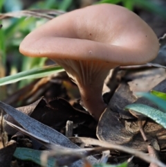 Clitocybe s. l. at Latham, ACT - 24 Jun 2020 12:08 PM